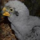 Zoo: maa gereza i pierwsza kea
