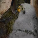 Zoo: maa gereza i pierwsza kea
