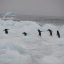 Antarktyka - stacja polarna, lodowce, pingwiny - spotkanie z podrnikiem 