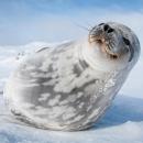 Antarktyka - stacja polarna, lodowce, pingwiny - spotkanie z podrnikiem 