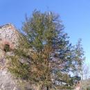 Na ratunek najstarszemu drzewu w Polsce -  1300-letniemu cisowi z Henrykowa Lubaskiego 