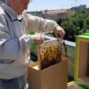12 tys. pszcz na dachu Dolnolskiego Urzdu Wojewdzkiego 