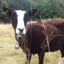 Owce wrzoswki pomagaj w ochronie k Karkonskiego Parku Narodowego 