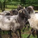 Owce wrzoswki pomagaj w ochronie k Karkonskiego Parku Narodowego 