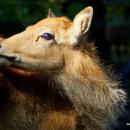 Nowy mieszkaniec wrocawskiego zoo - odkryty jako wymary