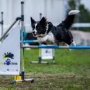 Psy opanuj Partynice - w najbliszy weekend zawody agility