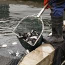 Akcja ratowania pstrgw potokowych: prawie 700 tys. ryb trafio do dolnolskich rzek