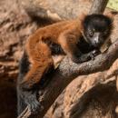 Pene nadziei narodziny we wrocawskim zoo - lemury – gince gatunki 