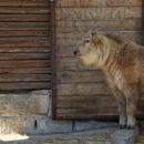 Sensacja we wrocawskim zoo - urodzi si drugi w Polsce takin zoty 