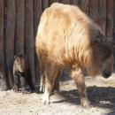 Sensacja we wrocawskim zoo - urodzi si drugi w Polsce takin zoty 