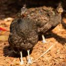 Nowy gatunek w Zoo Wrocaw - najwiksze odkrycie ornitologiczne XX wieku dokonane na szafie
