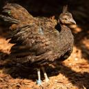 Nowy gatunek w Zoo Wrocaw - najwiksze odkrycie ornitologiczne XX wieku dokonane na szafie