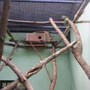 Pierwsze na wiecie udokumentowane narodziny uskunka jawajskiego – dziki wsparciu ZOO Wrocaw