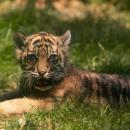 SENSACJA w Zoo Wrocaw - narodziny jednego z najrzadszych tygrysw na wiecie! 