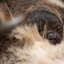 #Babyboom we wrocawskim zoo – pierwszy leniwiec urodzony we Wrocawiu 