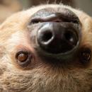 #Babyboom we wrocawskim zoo – pierwszy leniwiec urodzony we Wrocawiu 