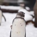 Wrocaskie zoo - dzie wiadomoci o pingwinach 2021 - uratowalimy ju 120 „Kowalskich” 