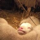 Szecioraczki, picioraczki – rekordy urodzin wrocawskich owieczek