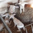 Szecioraczki, picioraczki – rekordy urodzin wrocawskich owieczek