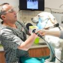 Weterynarze UPWr bd leczy psy ratownicze
