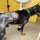Pies Kuba wraca do zdrowia