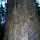 List od Czytelnika: Chore drzewa w Parku Szczytnickim