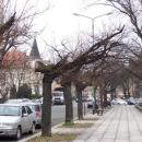W miejscu starych - nowe drzewa na Tarninowie