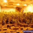 Narkotykowa plantacja za 3 miliony złotych 