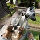 Wysyp lemurw w Zoo
