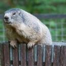 „Wombat“ buszujcy w koszach na mieci 