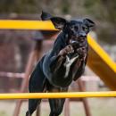 Agility na Partynicach