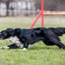 Agility na Partynicach