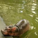 Narodziny we wrocławskim zoo - mały hipcio nilowy