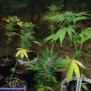 Innowacyjna plantacja - marihuana rosła na… drzewie
