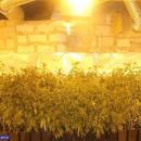 Zlikwidowana plantacja i zabezpieczone 300 krzeww, z ktrych mona wyprodukowa okoo 10 kg marihuany