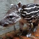 Nowy mieszkaniec Zoo Wrocaw - urodzi si „nosoroec poudniowoamerykaski”