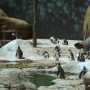 Marsz Pingwinw we wrocawskim zoo