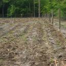 Akcja sadzenia ponad 9 tysicy jarzbw w dolnolskich lasach 