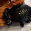 Nowi mieszkańcy wrocławskiego zoo - wykluły się jedne z najrzadszych żółwi na świecie