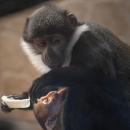 Nowy mieszkaniec wrocławskiego zoo - afrykańska małpa, która lubi śnieg