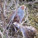 Akcja ratowania kuropatw: siedemset ptakw zostao wypuszczonych na pola w okolicach Olenicy