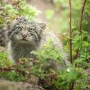 Hodowlany sukces wrocawskiego zoo - dziki kot z Azji