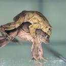 Sukces hodowlany wrocławskiego zoo - kijanki najbrzydszej żaby świata 