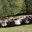 Owce jako 