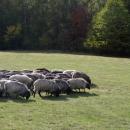 Owce jako 