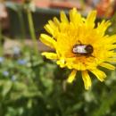 Hotele i ogrody dla dzikich pszczół w Kotlinie Kłodzkiej