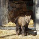 Sensacja we wrocławskim zoo - urodził się drugi w Polsce takin złoty 