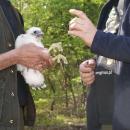 Dowody osobiste dla modych sokow z Doliny Baryczy. Cztery ptaki zostay zaobrczkowane