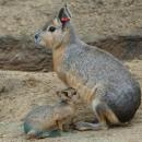 Najsynniejsze matki z wrocawskiego zoo  i najmodsze (czary) mary 