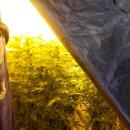 Przeobrazi gara w plantacj marihuany